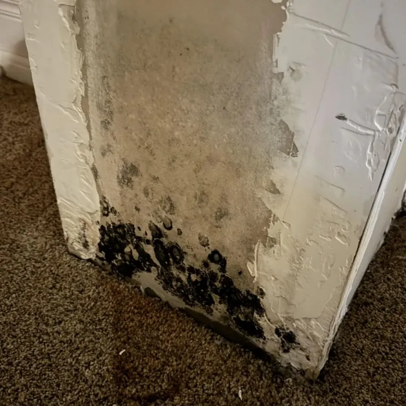 Professional Mold Removal in North Liberty, IN